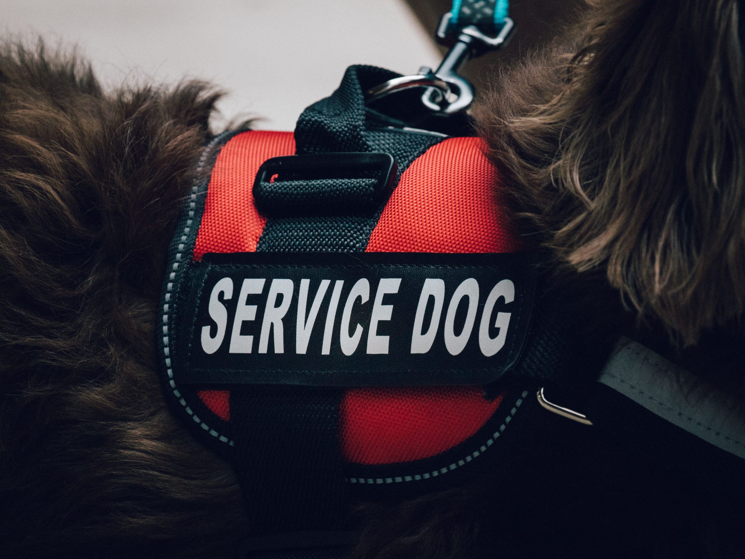 Service Animals in the Workplace | California Benefits Advisors
